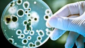 Mold Inspection Rockford IL